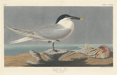 Sandviç Sumru by Robert Havell after John James Audubon
