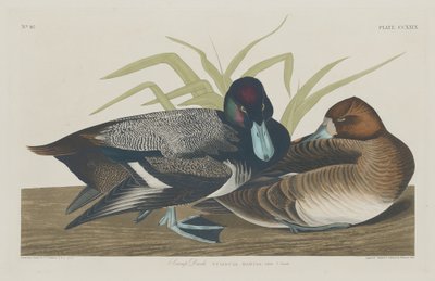Ördek by Robert Havell after John James Audubon