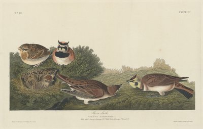 kıyı tarlası by Robert Havell after John James Audubon