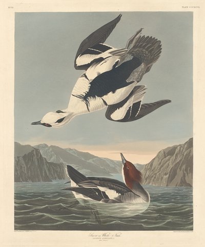 Smew veya Beyaz Rahibe by Robert Havell after John James Audubon