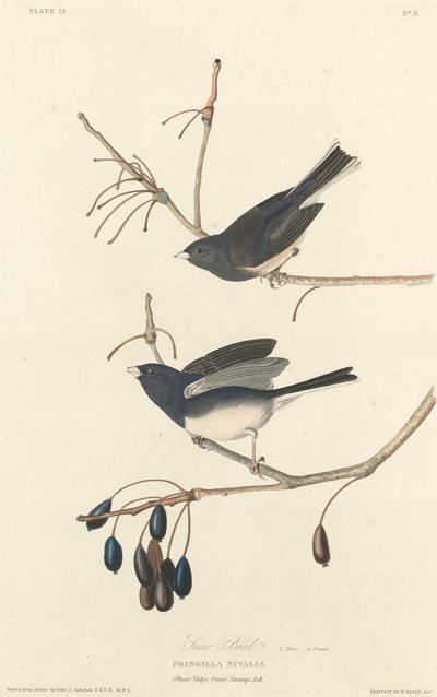 Kar ispinozu by Robert Havell after John James Audubon