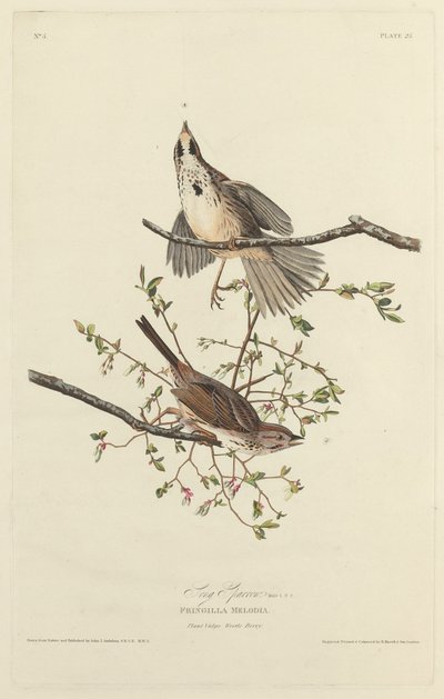 şarkı serçe by Robert Havell after John James Audubon