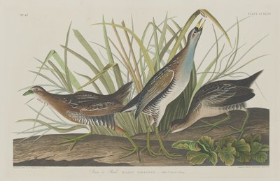 Sora veya Raylı by Robert Havell after John James Audubon
