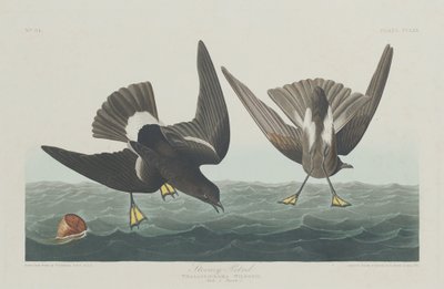 fırtınalı kuş by Robert Havell after John James Audubon