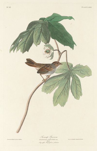 bataklık serçesi by Robert Havell after John James Audubon