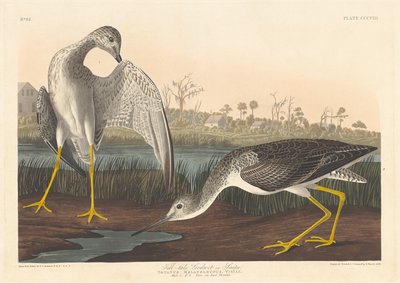 Masal Tanrıçası by Robert Havell after John James Audubon