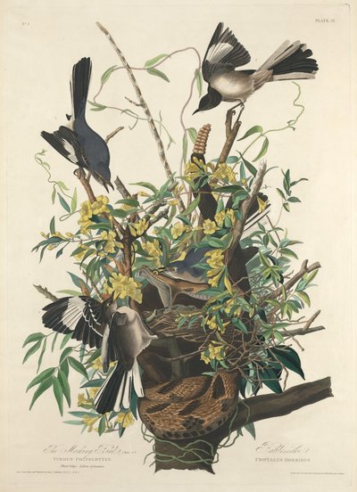 alaycı kuş by Robert Havell after John James Audubon