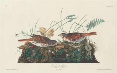 iki renkli serçe by Robert Havell after John James Audubon