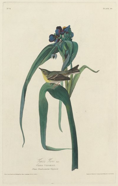 canlılık by Robert Havell after John James Audubon