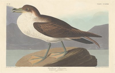 dolaşan yelkovan by Robert Havell after John James Audubon