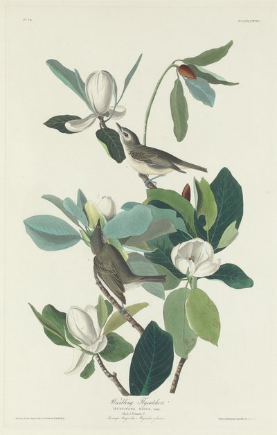 çıngıraklı sinekkapan by Robert Havell after John James Audubon