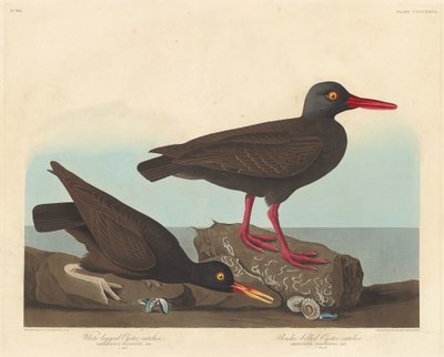 Beyaz Bacaklı İstiridye Yakalayıcı ve İnce Faturalı İstiridye Yakalayıcı by Robert Havell after John James Audubon
