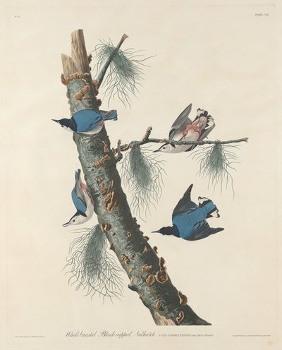 Ak Göğüslü Siyah Kaplı Sıvacı Kuşu by Robert Havell after John James Audubon