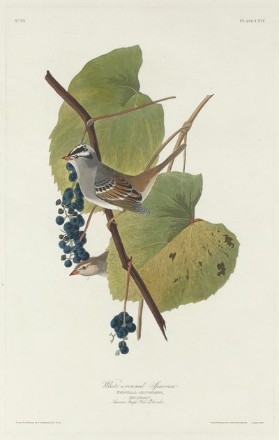 Beyaz taçlı serçe by Robert Havell after John James Audubon