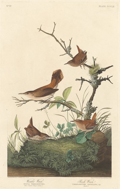 Kış Çitleri ve Taş Çitleri by Robert Havell after John James Audubon