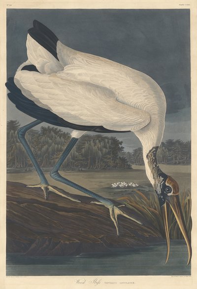 Ahşap Ibis by Robert Havell after John James Audubon