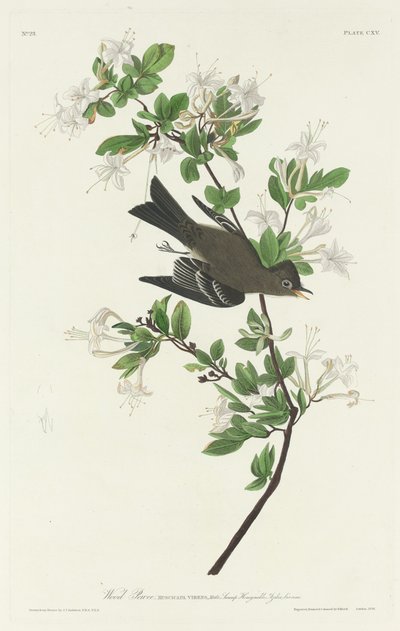 Ahşap Pewee by Robert Havell after John James Audubon