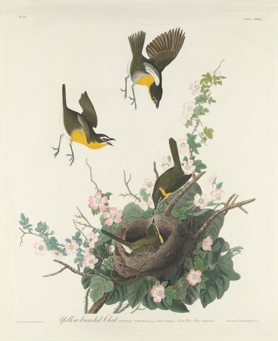 sarı göğüslü sohbet by Robert Havell after John James Audubon