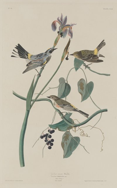 Sarı Taç Ötleğen by Robert Havell after John James Audubon