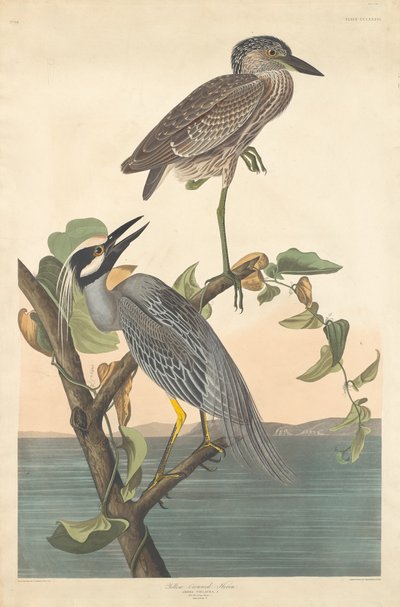 Sarı taçlı balıkçıl by Robert Havell after John James Audubon