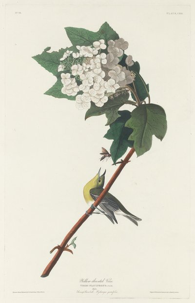 Sarı boğazlı Vireo by Robert Havell after John James Audubon