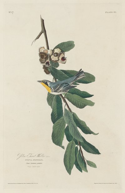 Sarı boğazlı ötleğen by Robert Havell after John James Audubon