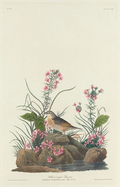 sarı kanatlı serçe by Robert Havell after John James Audubon