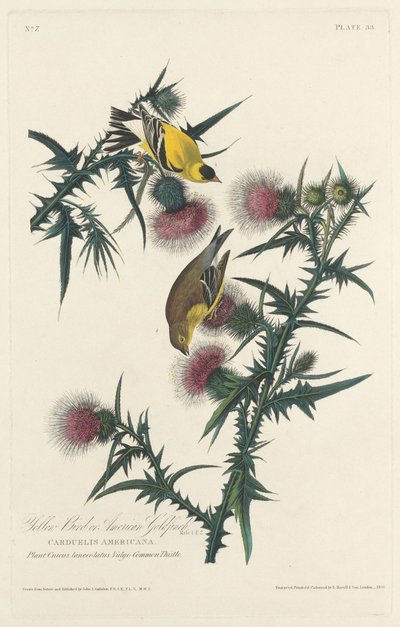 Sarı Kuş veya Amerikan Saka Kuşu by Robert Havell after John James Audubon