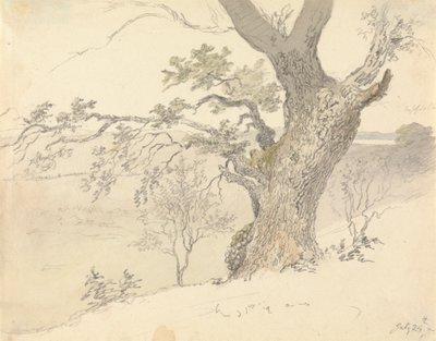 Englefield Park'ta Bir Meşe by Robert Hills