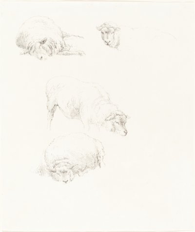 Koyun Çalışmaları by Robert Hills