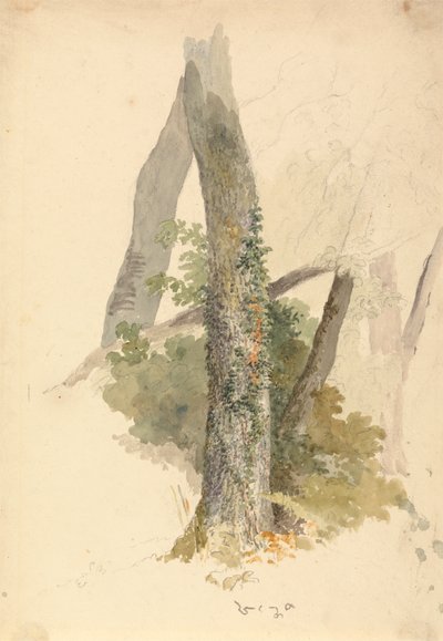Güdük Yapışan Sarmaşık ile Ağaç Çalışması by Robert Hills
