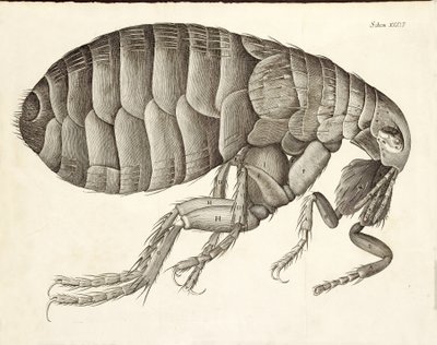 Micrographia