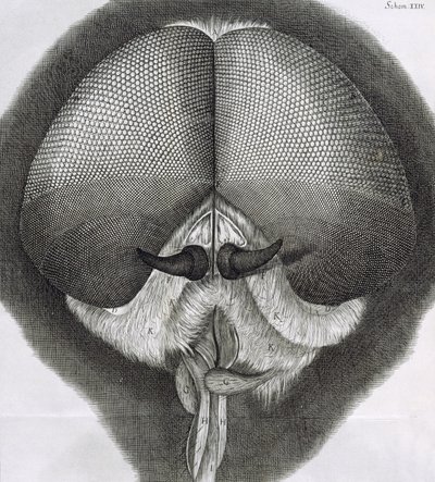 Gri drone-fly, Hookes Micrographia