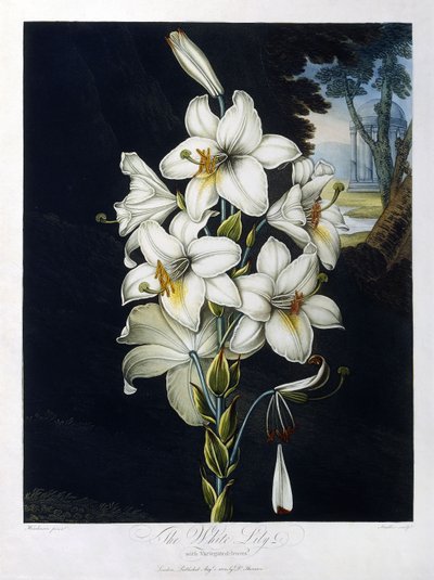 Beyaz Zambak by Robert John (after) Thornton
