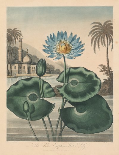Flora Tapınağı veya Doğa Bahçesi: Mavi Mısır Nilüferi by Robert John Thornton