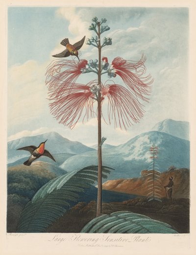 Flora Tapınağı veya Doğa Bahçesi: Büyük Çiçekli Duyarlı Bitki, 1799-1807. by Robert John Thornton