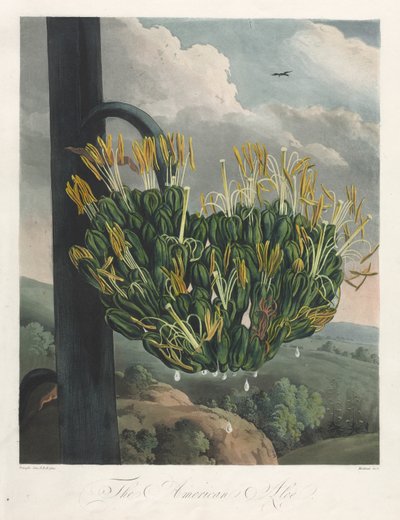 Flora Tapınağı veya Doğa Bahçesi: Amerikan Aloe, 1807. by Robert John Thornton
