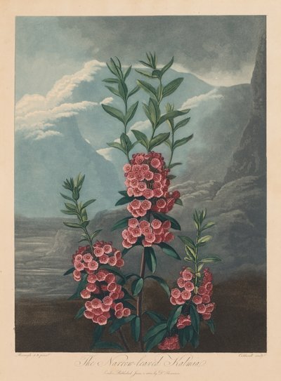 Flora Tapınağı veya Doğa Bahçesi: Dar Yapraklı Kalmia, Dağ Laurel, 1804. by Robert John Thornton