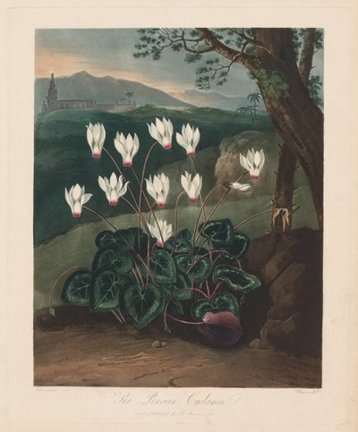 Flora Tapınağı veya Doğa Bahçesi: Pers Siklamen by Robert John Thornton