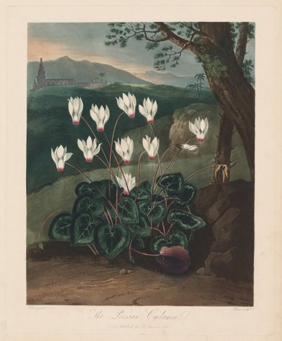 Flora Tapınağı veya Doğa Bahçesi: Pers Siklamen, 1799-1807. by Robert John Thornton
