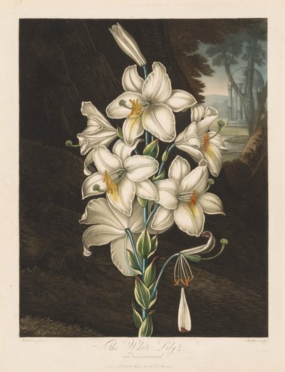 Flora Tapınağı veya Doğa Bahçesi: Alacalı Yapraklı Beyaz Zambak by Robert John Thornton