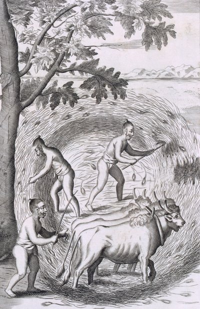 Pirinçlerini çiğneme şekli, bar. 1681. by Robert Knox