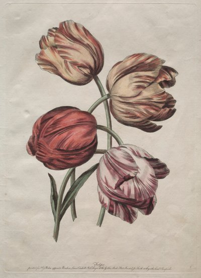 Ana Hatlarda Sekiz Güzel Doğal Çiçek Grubu, de la Cour: Laleler, c. 1770. by Robert Sayer