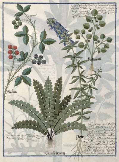 Eğreltiotları, Brambles ve Çiçekler, Mattheaus Platearius