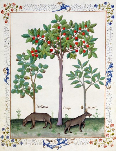 Fındık Çalı (solda) ve Kiraz ağacı (ortada), Matthaeus Platearius