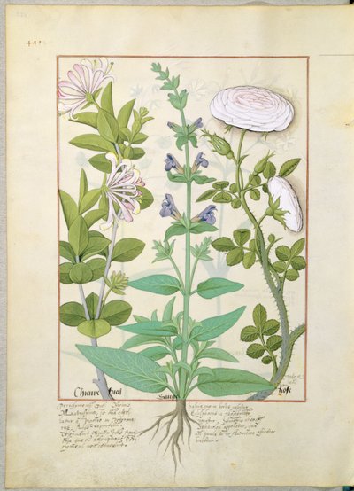Hanımeli, Adaçayı ve Gül, Mattheaus Platearius 133v