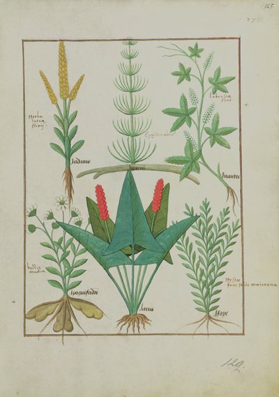 Bayan Fr. Fv VI #1 fol.125r Üst sıra: Mısır, Equisetum ve Labruscae flos. Alt sıra: Daisy, Jarus ve Mercanköşk, Mattheaus Platearius tarafından yazılan The Simple Book of Medicines