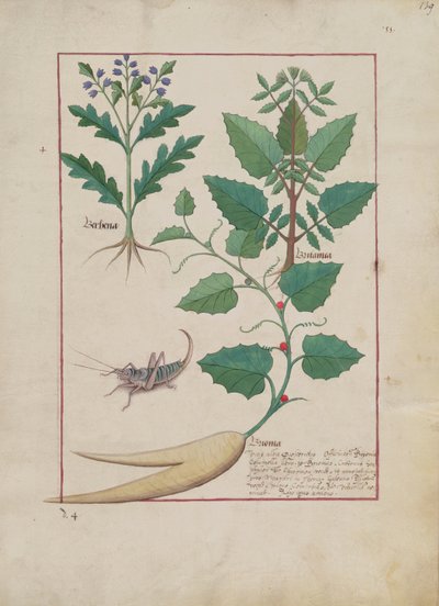 Bayan Fr. Fv VI #1 fol.139r Mattheaus Platearius