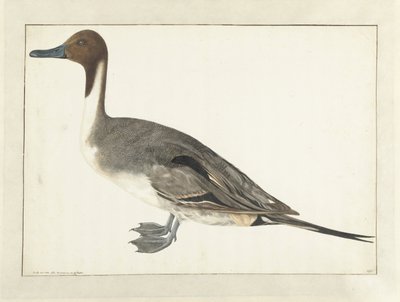 Ejder Kılkuyruk by Rochus van Veen
