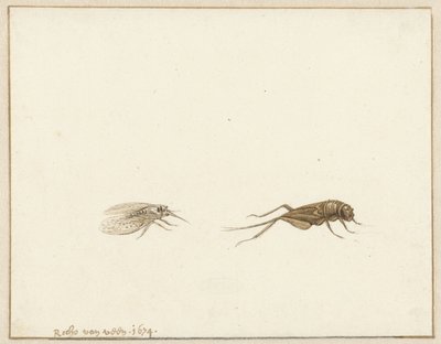 iki böcek by Rochus van Veen